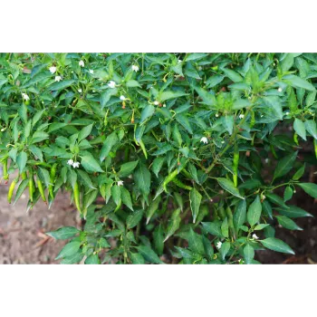 Natural Green Chilli